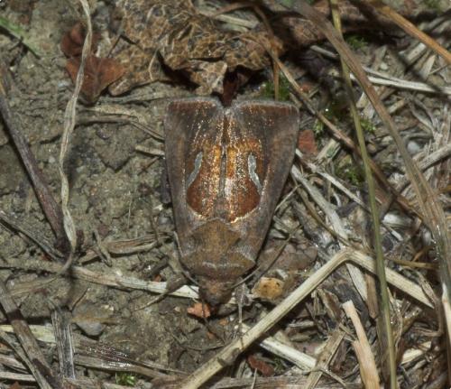 Macdunnoughia confusa